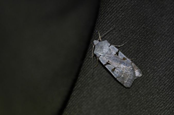 Eugnorisma glareosa  - Sylvain Lethuillier