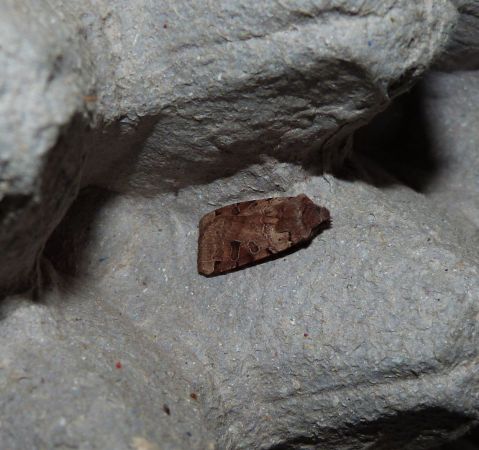 Agrochola litura  - Sylvain Lethuillier