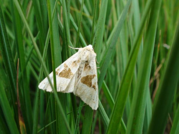 Phlogophora scita  - Sylvain Lethuillier