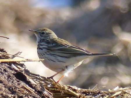 Pipit farlouse  - Jean-Pierre Pichot