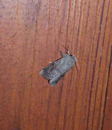 Orthosia incerta  - Sylvain Lethuillier