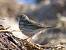 Pipit farlouse  - Jean-Pierre Pichot