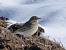 Pipit farlouse  - Jean-Pierre Pichot