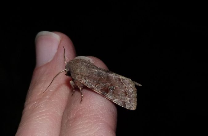 Orthosia cerasi  - Sylvain Lethuillier