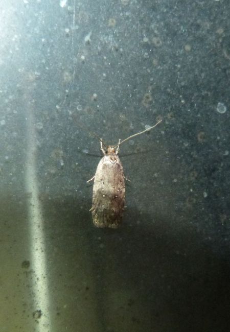 Agonopterix indéterminé  - Sylvain Lethuillier