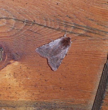 Cerastis rubricosa  - Sylvain Lethuillier