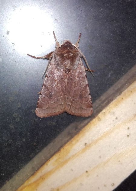 Cerastis rubricosa  - Sylvain Lethuillier