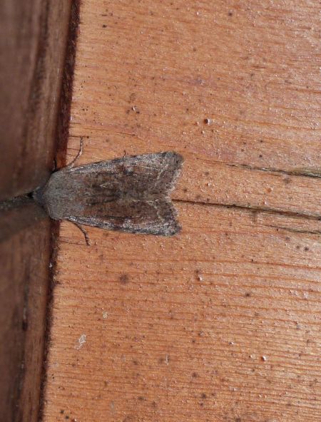 Orthosia incerta  - Sylvain Lethuillier
