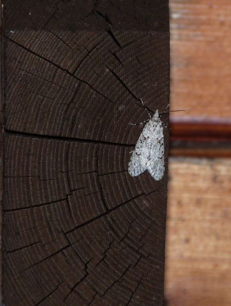 Diurnea fagella  - Sylvain Lethuillier