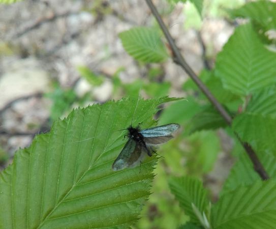 Adela reaumurella  - Sylvain Lethuillier