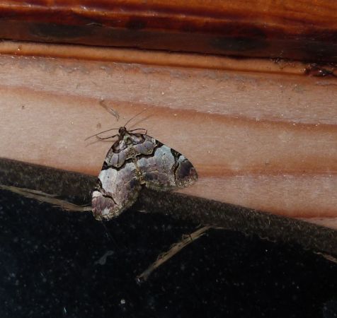 Anticlea derivata  - Sylvain Lethuillier