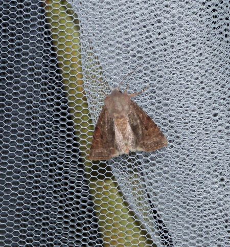 Orthosia incerta  - Sylvain Lethuillier