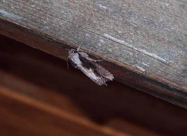 Egira conspicillaris  - Sylvain Lethuillier