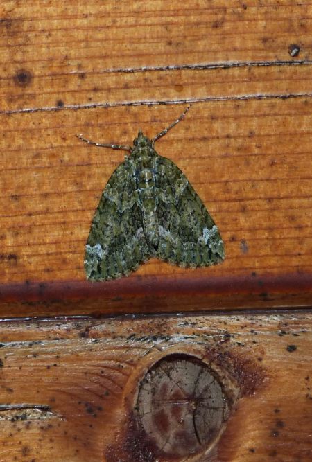Chloroclysta siterata  - Sylvain Lethuillier