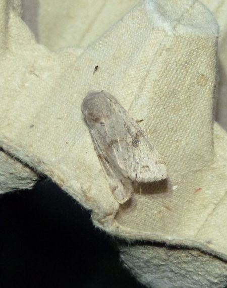 Orthosia incerta  - Sylvain Lethuillier