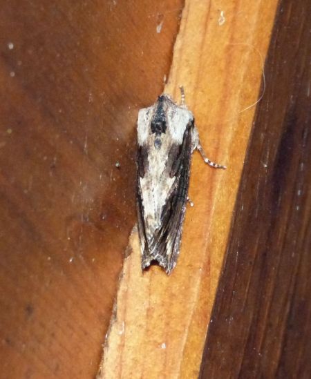 Egira conspicillaris  - Sylvain Lethuillier