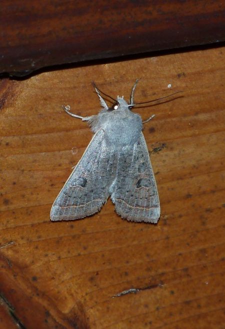 Orthosia gracilis  - Sylvain Lethuillier