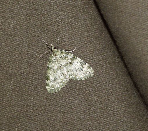 Chloroclysta miata  - Sylvain Lethuillier