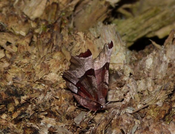 Selenia tetralunaria  - Sylvain Lethuillier