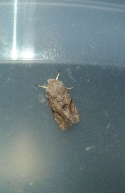 Orthosia incerta  - Sylvain Lethuillier