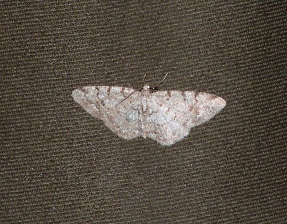Aethalura punctulata  - Sylvain Lethuillier