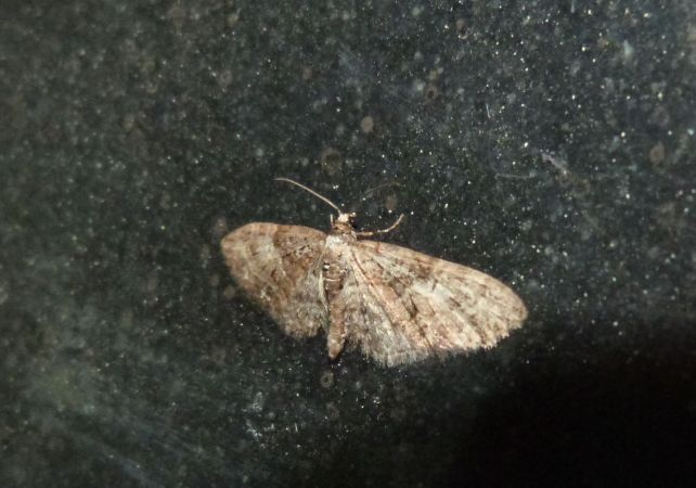 Eupithecia abbreviata  - Sylvain Lethuillier