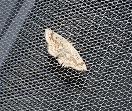 Cyclophora annularia  - Sylvain Lethuillier