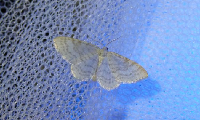 Asthena albulata  - Sylvain Lethuillier