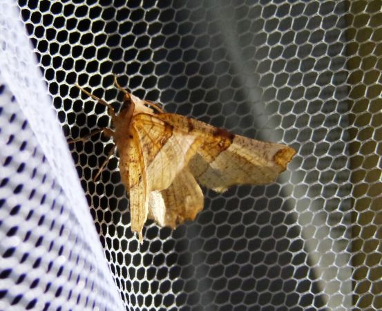 Selenia lunularia  - Sylvain Lethuillier