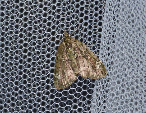 Chloroclysta siterata  - Sylvain Lethuillier