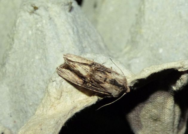 Egira conspicillaris  - Sylvain Lethuillier