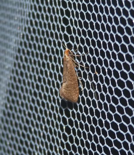 Nematopogon adansoniella  - Sylvain Lethuillier