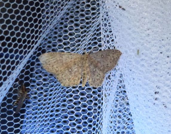 Cyclophora pendularia  - Sylvain Lethuillier
