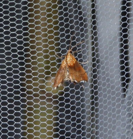 Agrotera nemoralis  - Sylvain Lethuillier