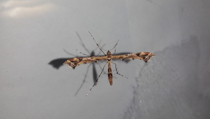 Amblyptilia acanthadactyla  - Sylvain Lethuillier