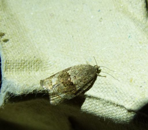 Syndemis musculana  - Sylvain Lethuillier
