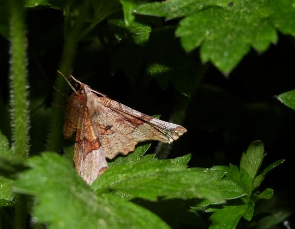 Selenia lunularia  - Sylvain Lethuillier