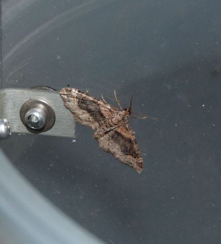 Xanthorhoe ferrugata  - Sylvain Lethuillier