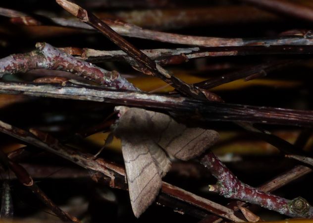 Charanyca trigrammica  - Sylvain Lethuillier
