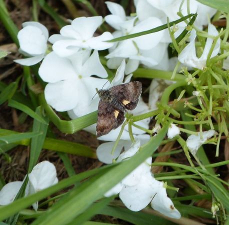 Panemeria tenebrata  - Sylvain Lethuillier