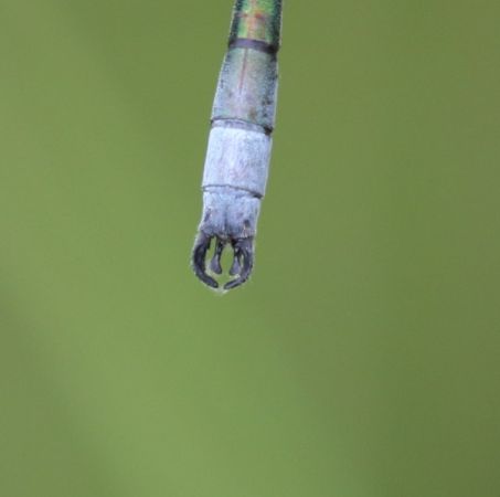 Robust Spreadwing  - Thomas Lux