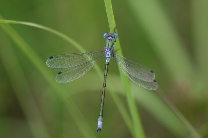 Robust Spreadwing  - Thomas Lux