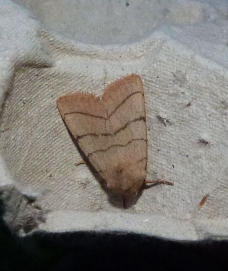 Charanyca trigrammica  - Sylvain Lethuillier