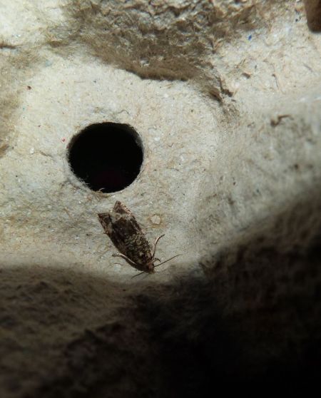 Celypha lacunana  - Sylvain Lethuillier