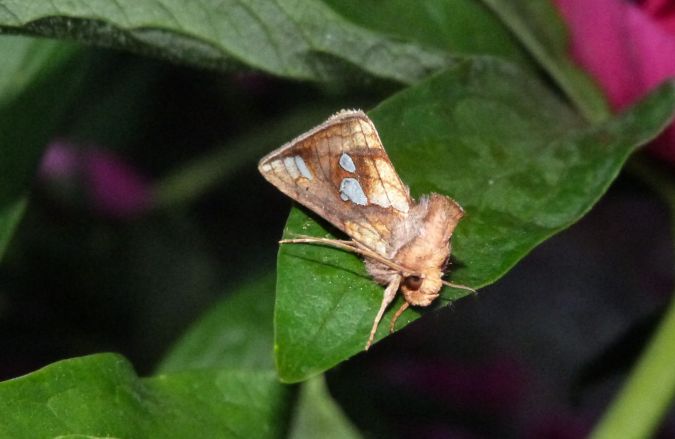 Plusia festucae  - Sylvain Lethuillier