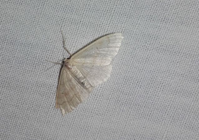 Idaea straminata  - Sylvain Lethuillier