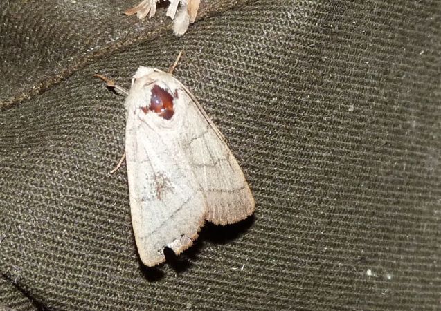 Charanyca trigrammica  - Sylvain Lethuillier