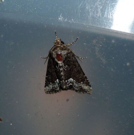 Oligia sp.  - Sylvain Lethuillier
