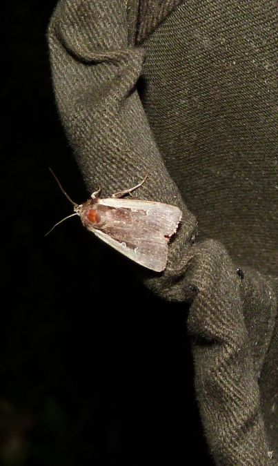 Cordon blanc  - Sylvain Lethuillier