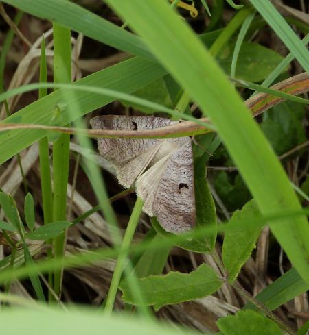 Lygephila pastinum  - Sylvain Lethuillier